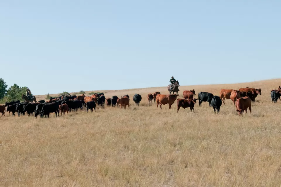 Herd of cattle grazing in field with cowboy on horse watching them.